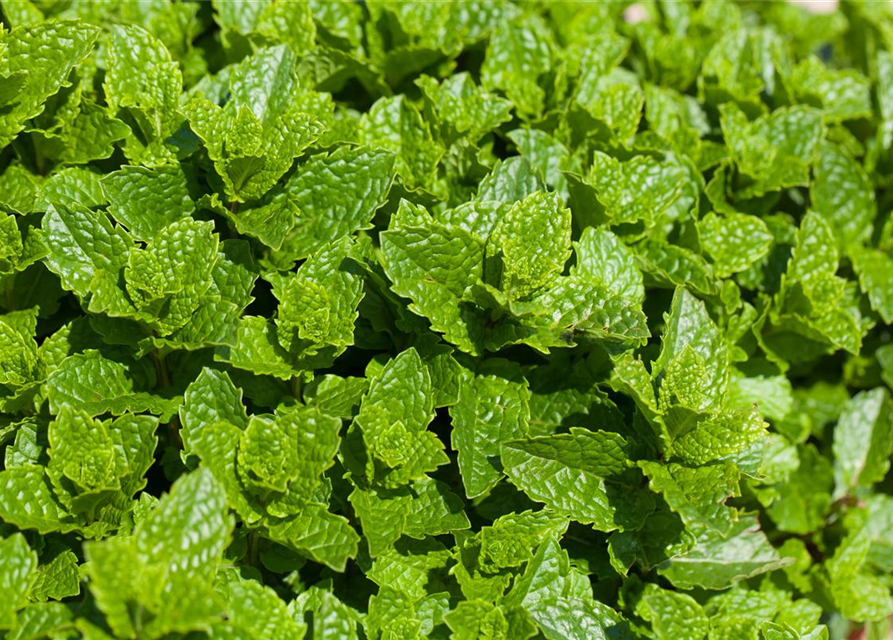 Mentha spicata 'Maroccan'