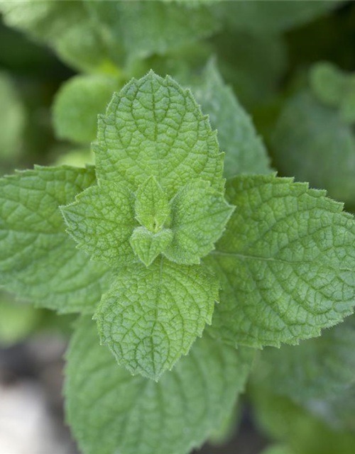 Mentha spicata 'Maroccan'