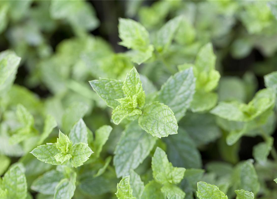 Mentha spicata 'Maroccan'