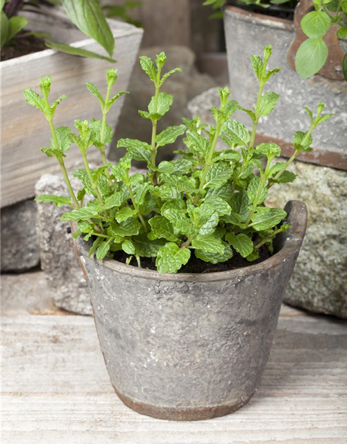 Mentha spicata 'Maroccan'