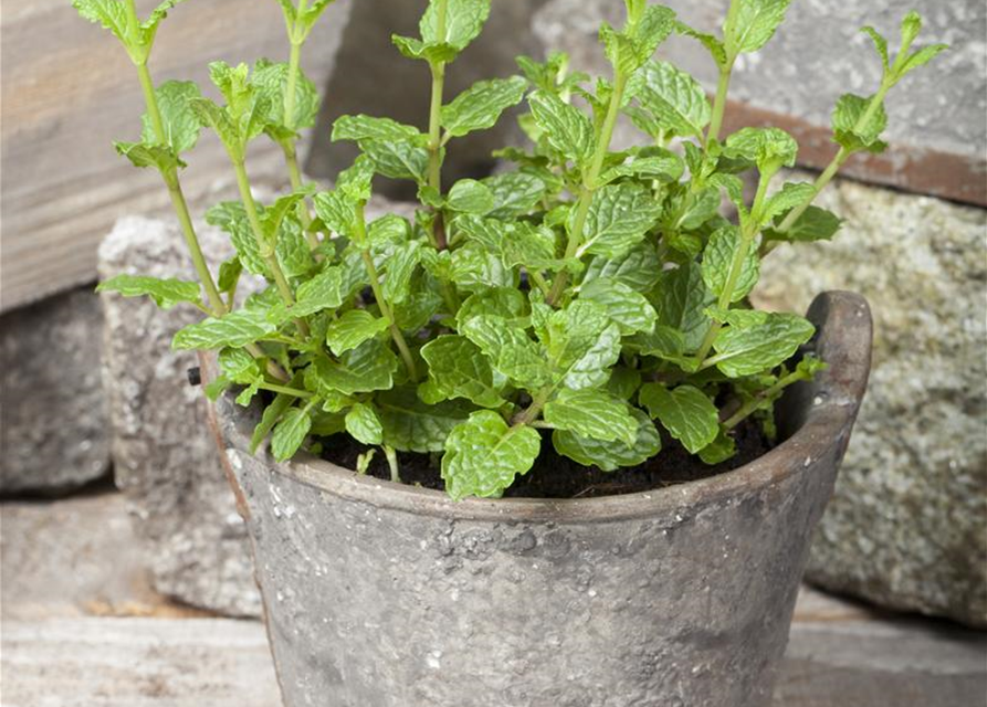 Mentha spicata 'Maroccan'