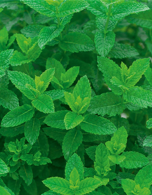 Mentha spicata 'Maroccan'