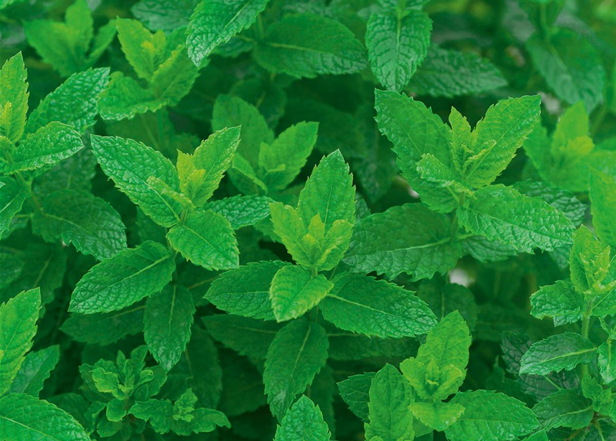 Mentha spicata 'Maroccan'