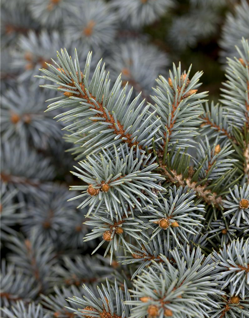 Picea pungens