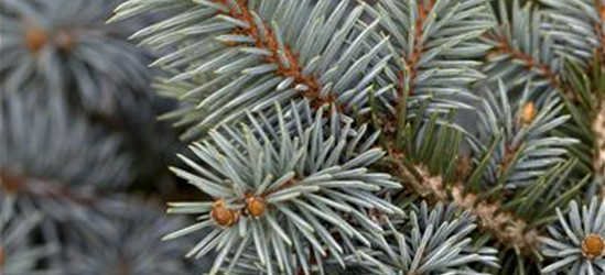 Picea pungens