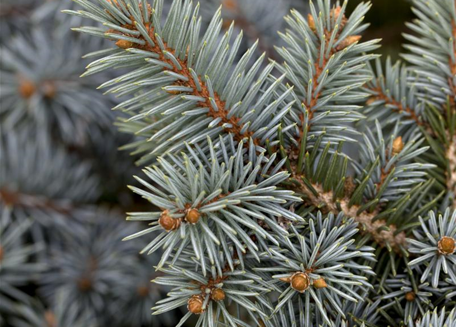 Picea pungens