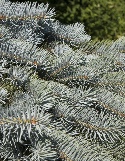 Picea pungens