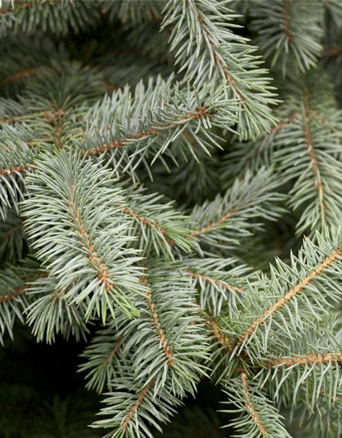 Picea pungens