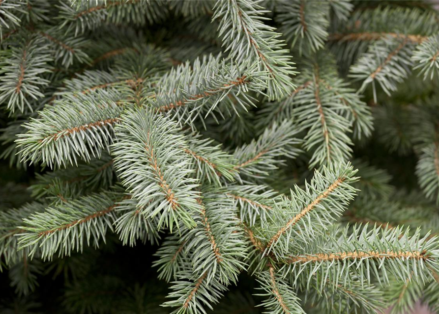 Picea pungens