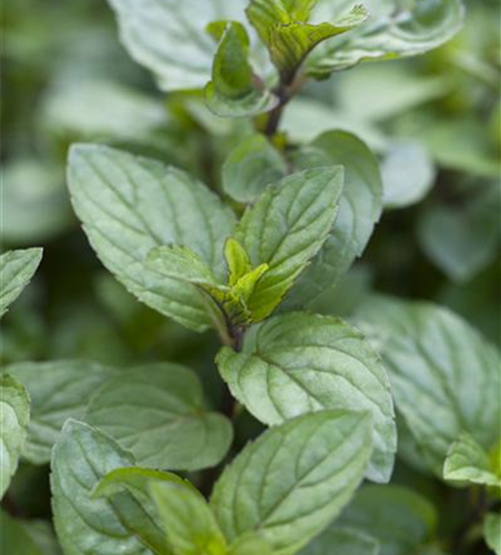 Mentha x piperita 'Chocolate'