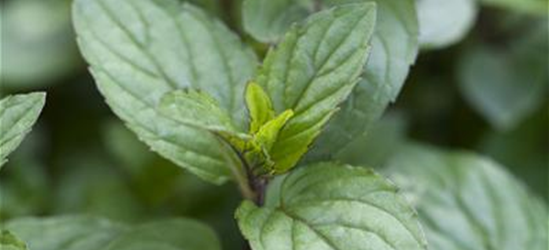 Mentha x piperita 'Chocolate'