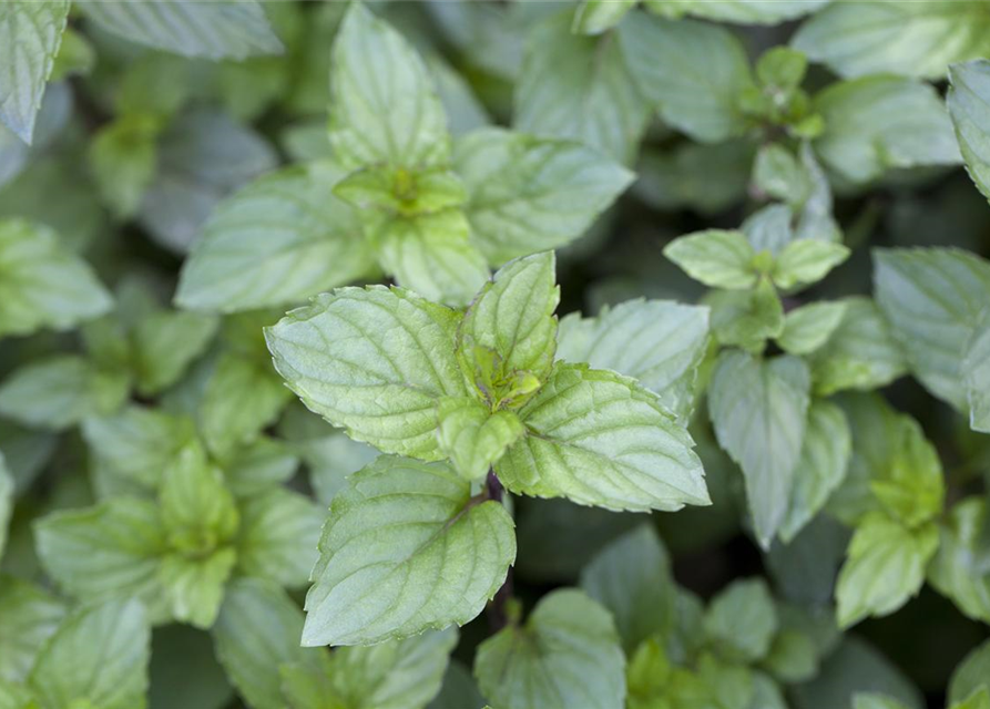 Mentha x piperita 'Chocolate'