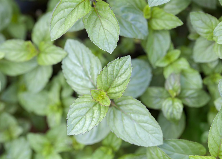 Mentha x piperita 'Chocolate'