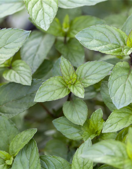 Mentha x piperita 'Chocolate'