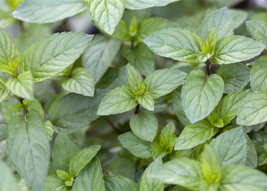 Mentha x piperita 'Chocolate'