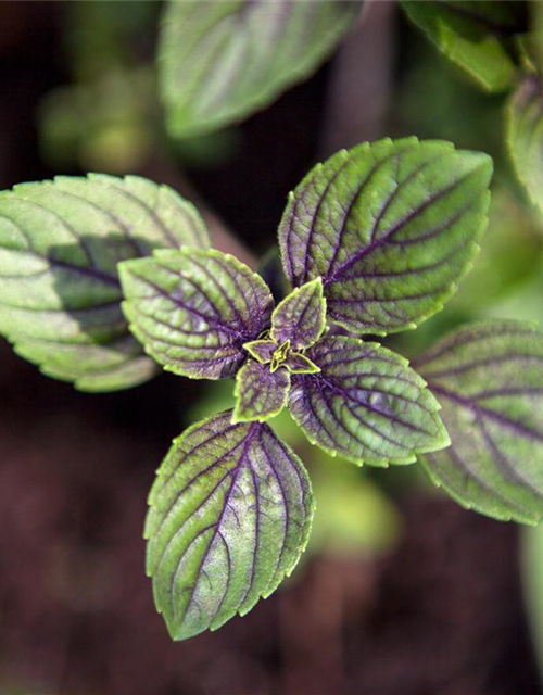 Mentha x piperita 'Chocolate'