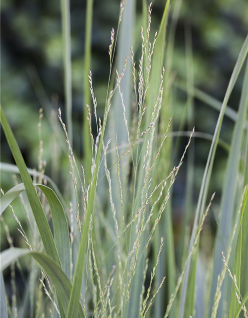 Panicum virgatum