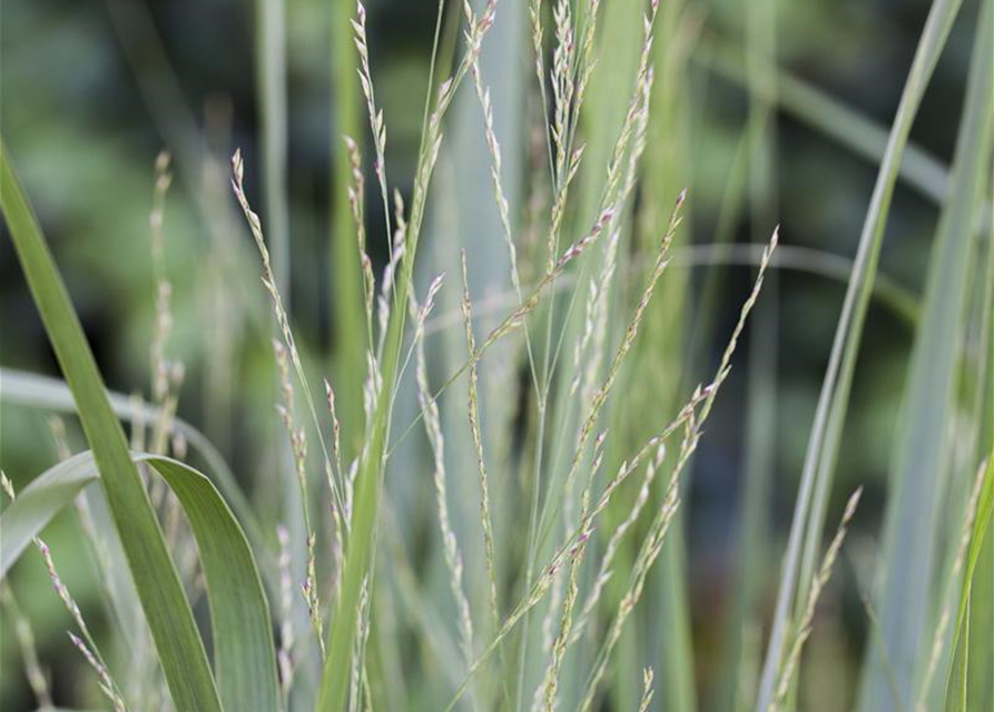 Panicum virgatum