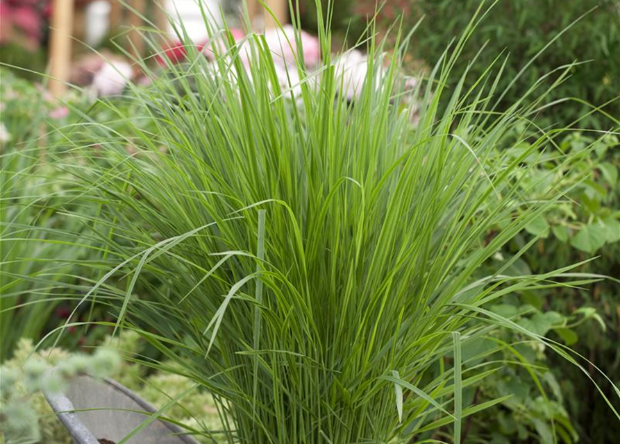 Panicum virgatum