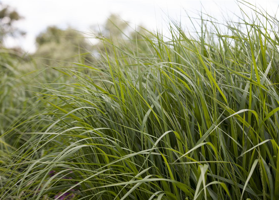 Panicum virgatum