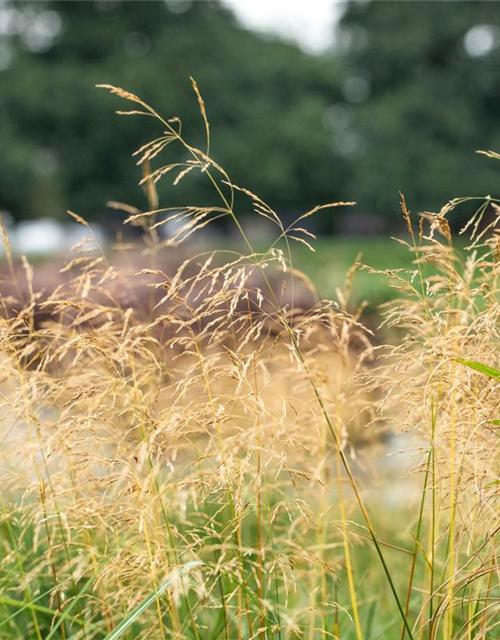 Panicum virgatum