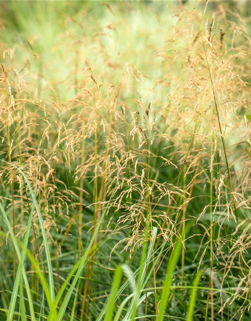 Panicum virgatum