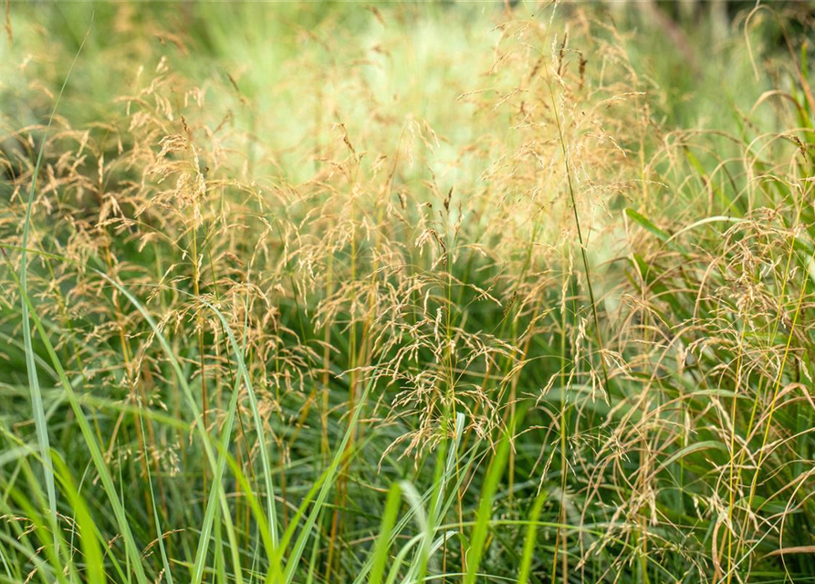 Panicum virgatum