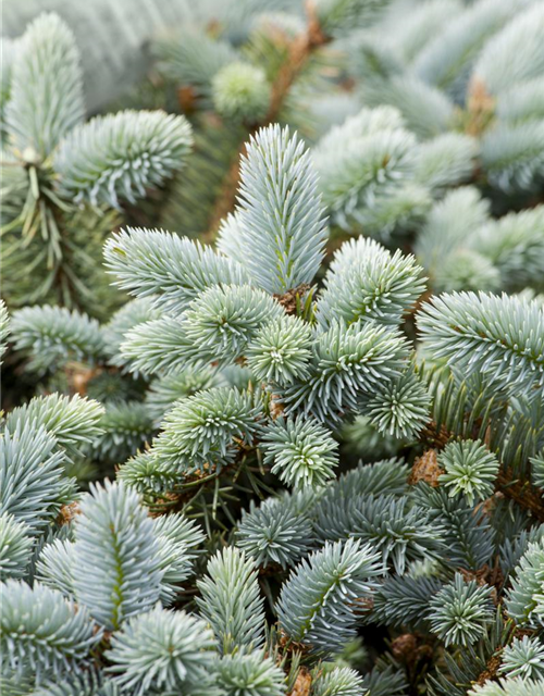 Picea pungens 'Glauca'