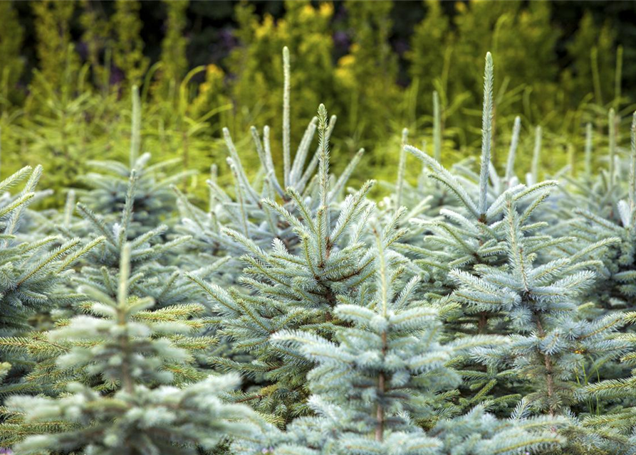 Picea pungens 'Glauca'