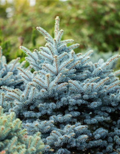 Picea pungens 'Glauca'