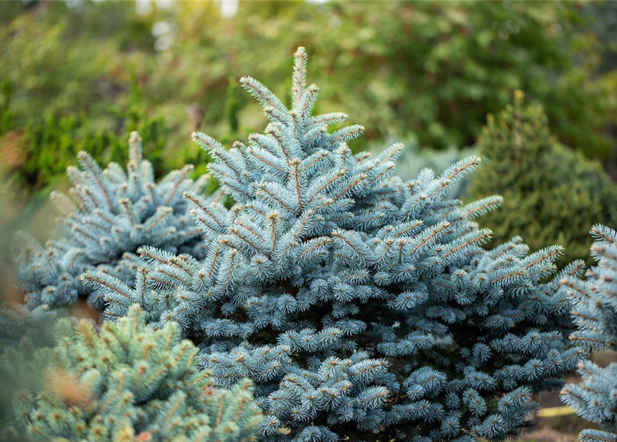 Picea pungens 'Glauca'