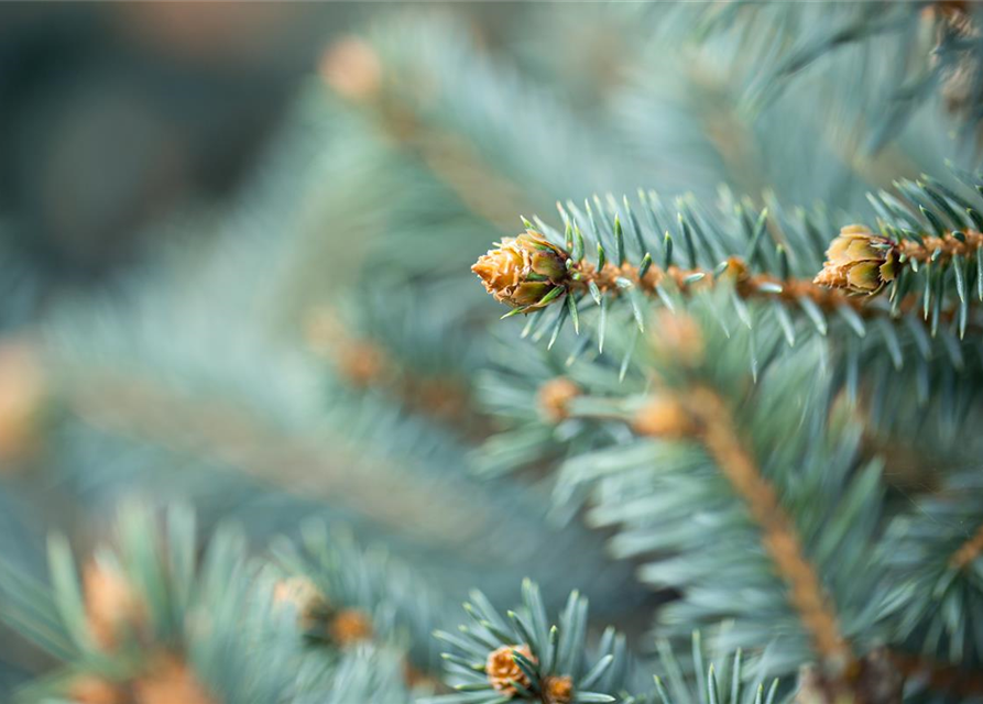 Picea pungens 'Glauca'