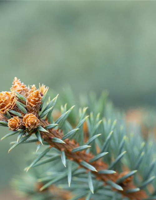 Picea pungens 'Glauca'