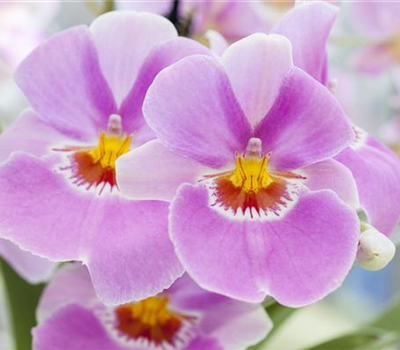 Miltonia