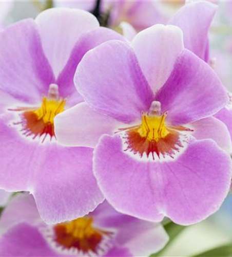 Miltonia