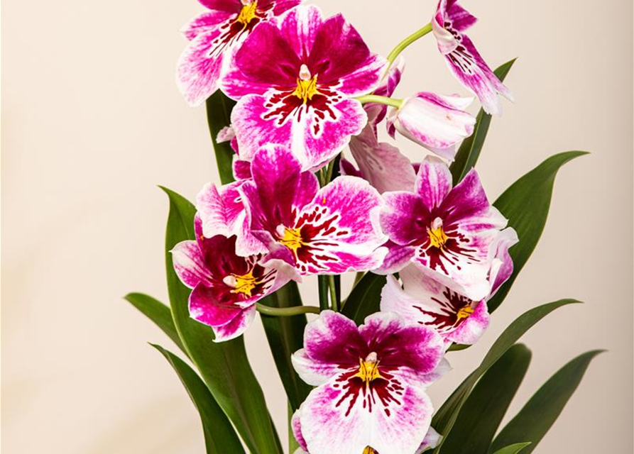 Miltonia