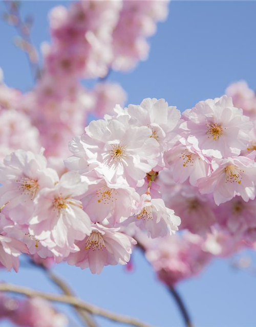 Prunus serrulata