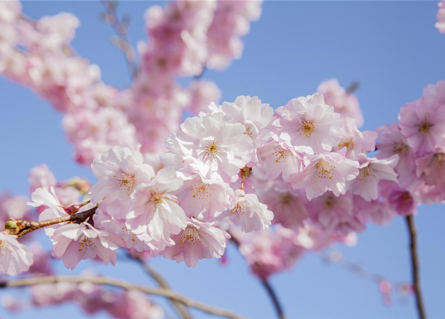 Prunus serrulata