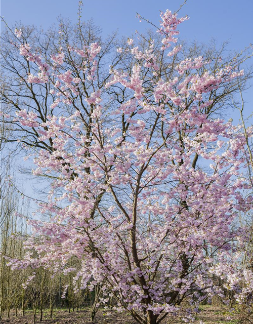 Prunus, Zierkirsche