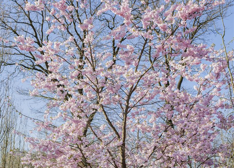 Prunus, Zierkirsche