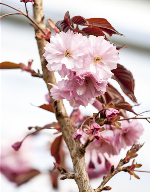 Prunus serrulata