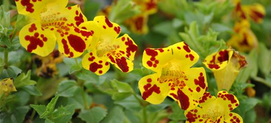 Mimulus x hybrida