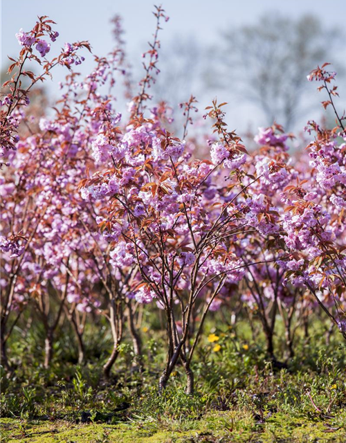 Prunus serrulata 'Kanzan'