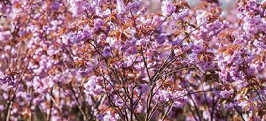 Prunus serrulata 'Kanzan'