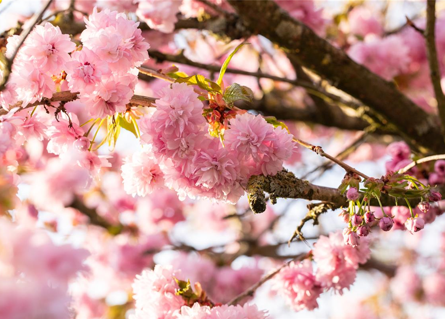 Prunus serrulata 'Kanzan'