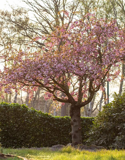 Prunus serrulata 'Kanzan'