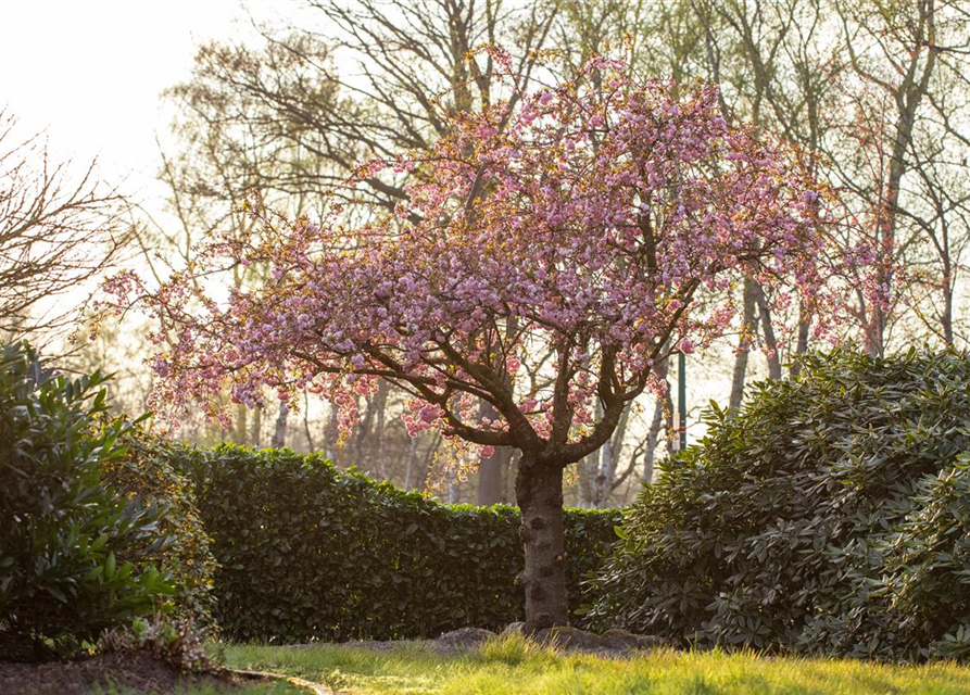 Prunus serrulata 'Kanzan'