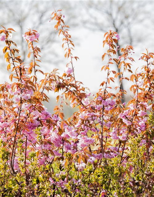 Prunus serrulata 'Kanzan'