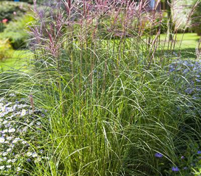 Miscanthus sinensis