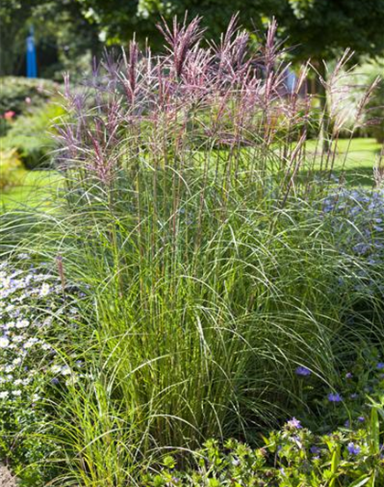 Miscanthus sinensis